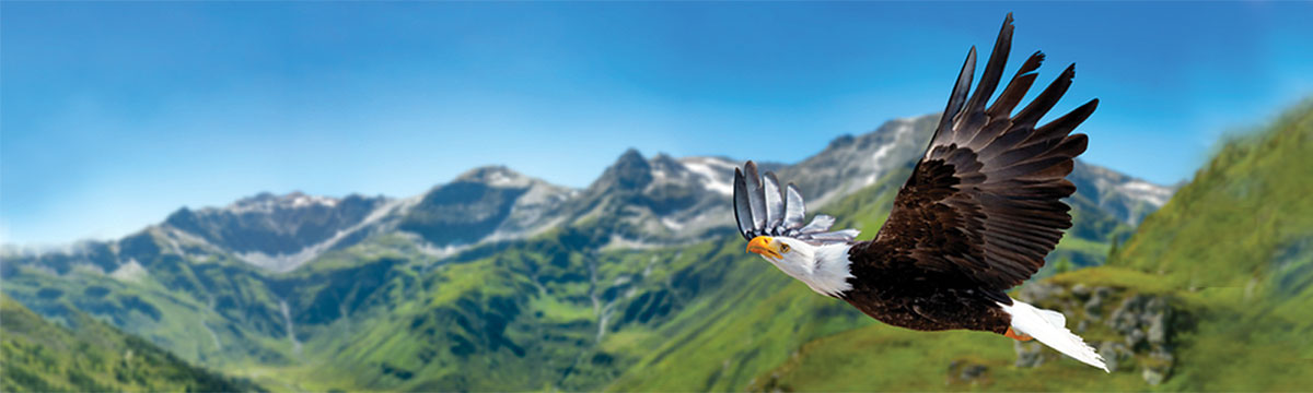 Bald eagle flying through green mountain range