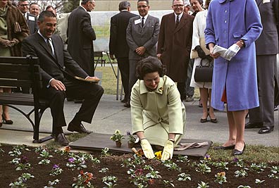 Lady Bird Johnson plants pansies in White House garden as Secretary Stewart Udall and others look on