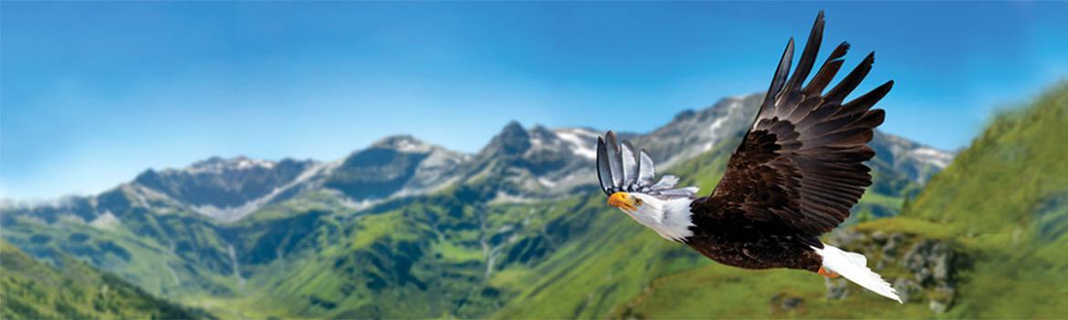 Bald eagle flying through green mountain range