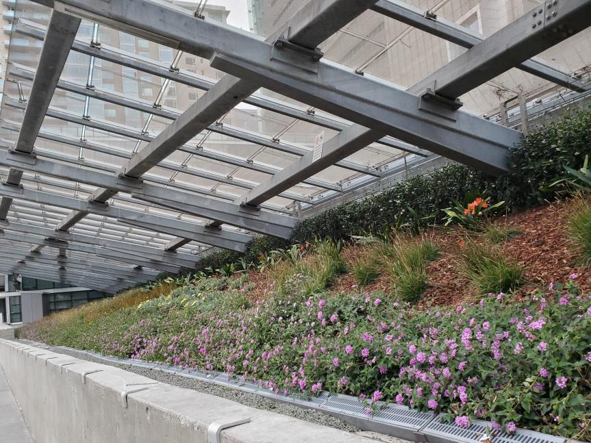 Some of the new plants at the plaza