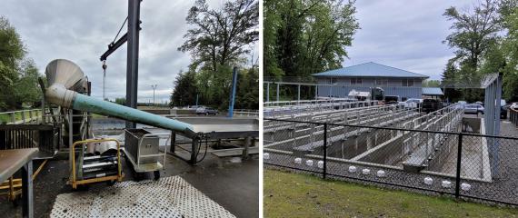 Diru Creek Hatchery