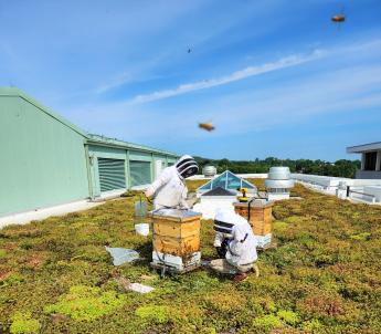 Two people kneeling near the beehive