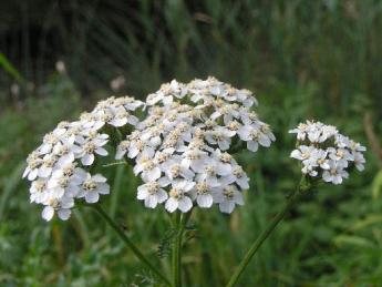 Photo of a clustered white flower