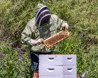 Peter Marples tends to his beehives on the Denver Federal Center