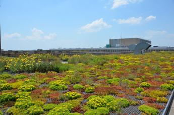 Photo of an extensive green roof on a sunny day with short green, yellow, and red plants in the foreground.