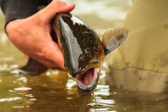A hand holds a fish above water.