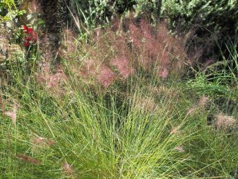 Photo of a green grassy plant with brown tufts at the end