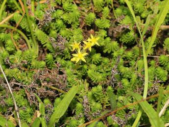 Photo of a short spiky green plant with small yellow flowers