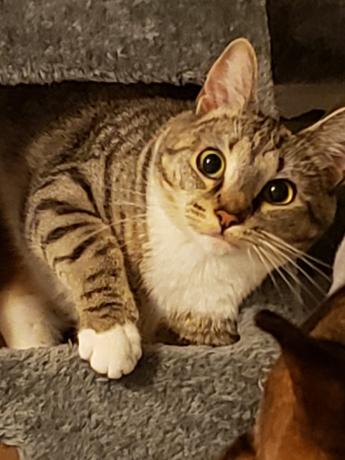 A grey and black striped cat with a white chest staring with eyes wide open from her grey carpeted climbing tree. 