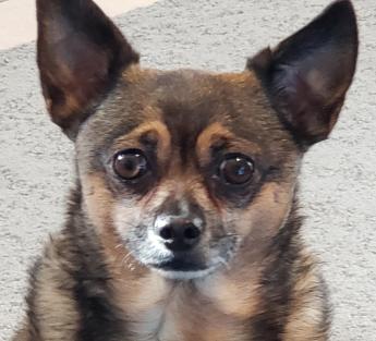 A headshot of a small multicolored dog with large pointy ears, brown eyes and grey muzzle. 