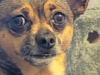 A headshot of a small nervous, multicolored dog with brown eyes, wide open. 