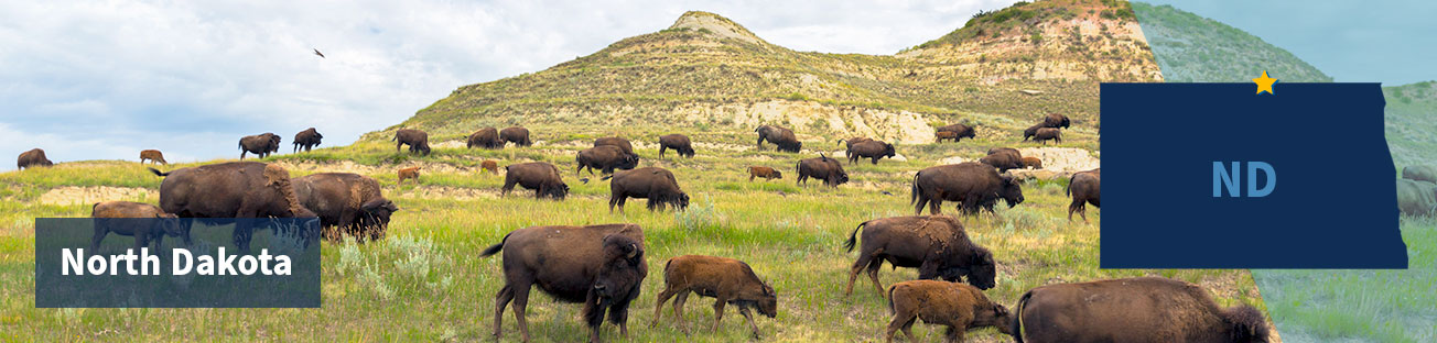 Field of grass and herd of buffalo, and low rocky hills in the background and a blue but cloudy sky, and the title North Dakota at left and at right the state shape with a gold star in the center of the north border